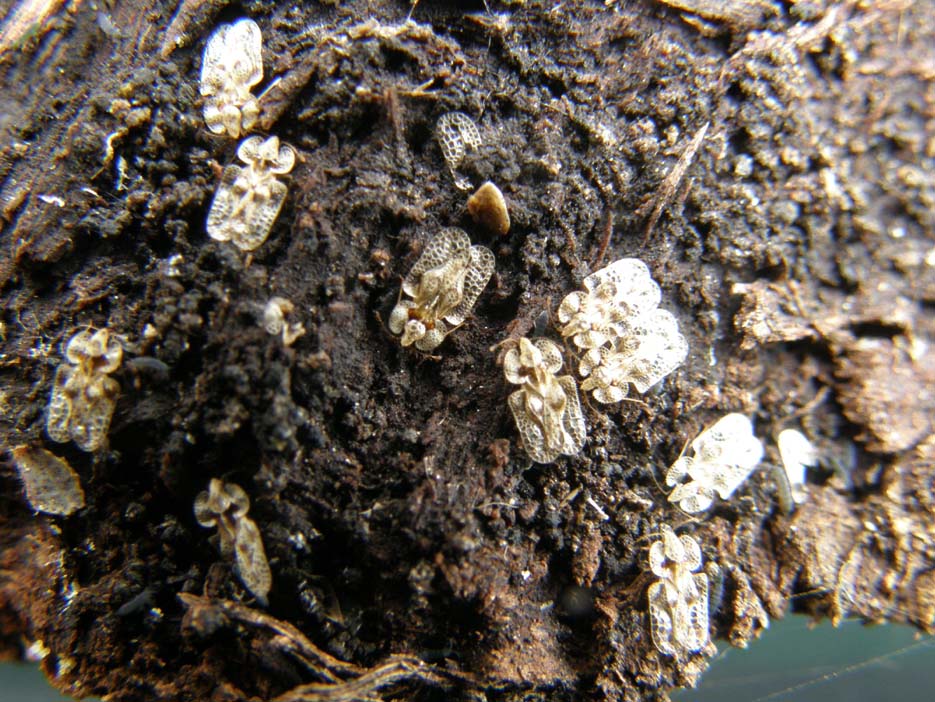 Corythucha arcuata