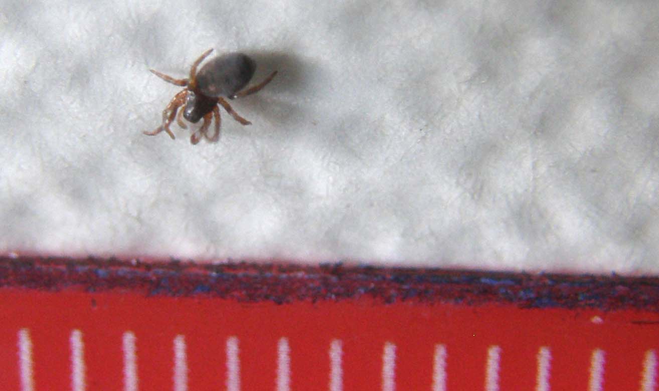 Argenna sp.