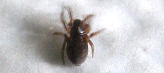 Argenna sp.