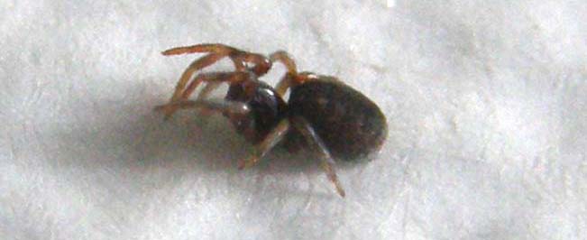 Argenna sp.