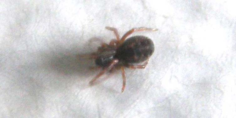 Argenna sp.
