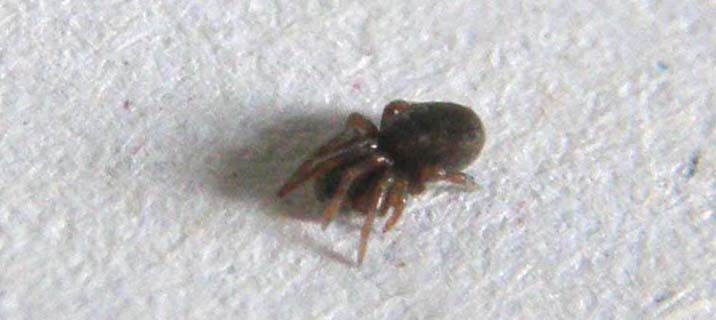 Argenna sp.