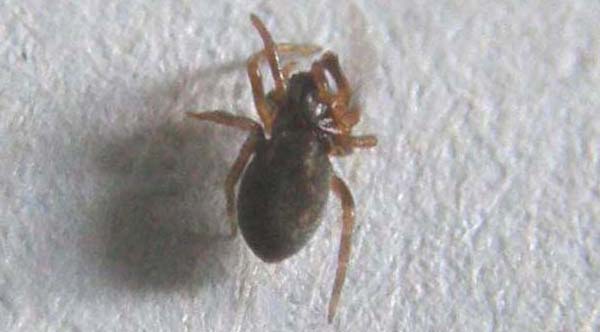 Argenna sp.