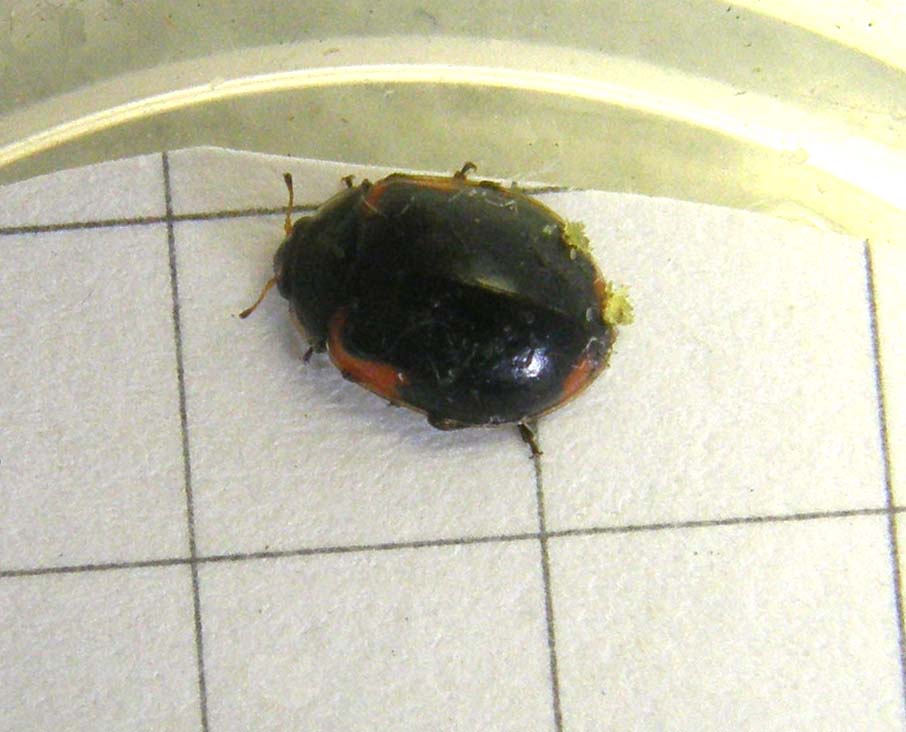 Coccinellidae (forse, Adalia bipunctata)