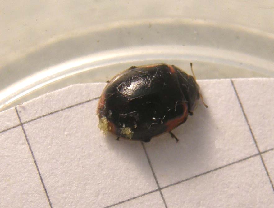 Coccinellidae (forse, Adalia bipunctata)