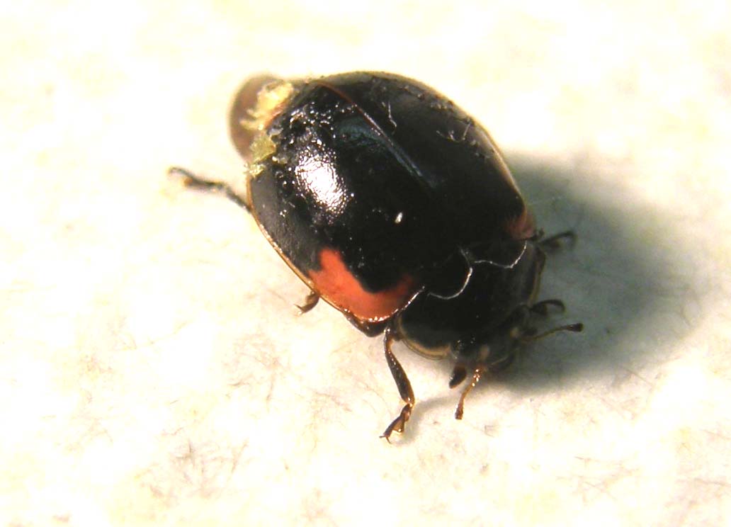 Coccinellidae (forse, Adalia bipunctata)
