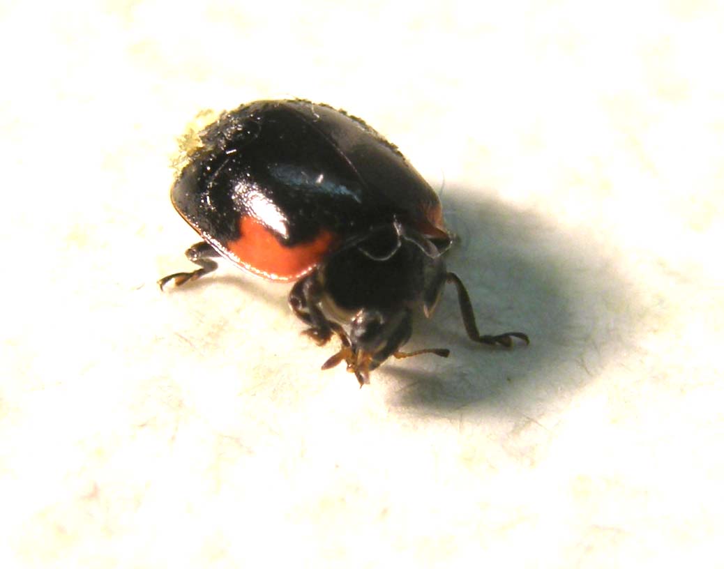 Coccinellidae (forse, Adalia bipunctata)