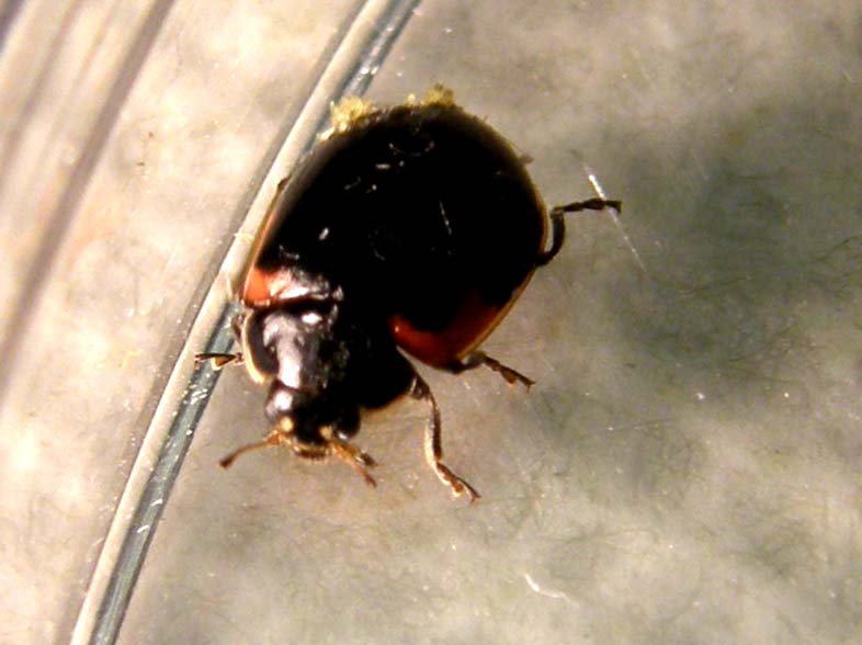 Coccinellidae (forse, Adalia bipunctata)