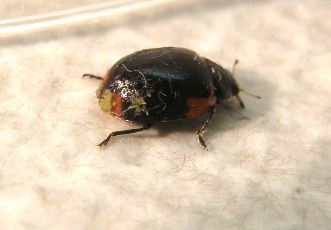 Coccinellidae (forse, Adalia bipunctata)