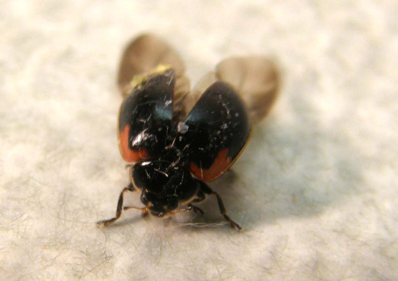 Coccinellidae (forse, Adalia bipunctata)