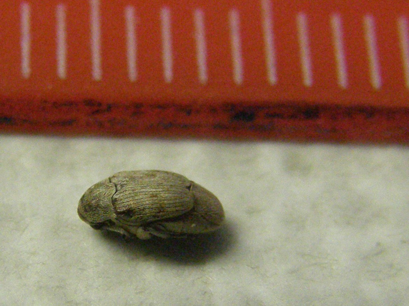 Chrysomelidae Bruchinae:  Bruchidius sp.