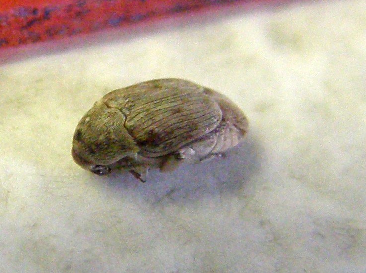 Chrysomelidae Bruchinae:  Bruchidius sp.