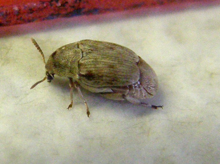 Chrysomelidae Bruchinae:  Bruchidius sp.