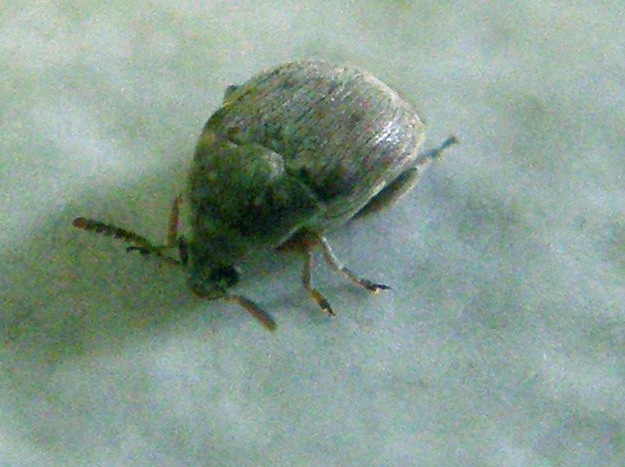 Chrysomelidae Bruchinae:  Bruchidius sp.