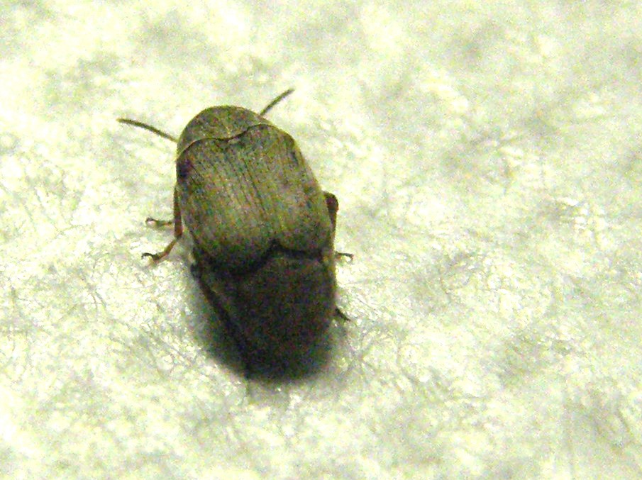 Chrysomelidae Bruchinae:  Bruchidius sp.