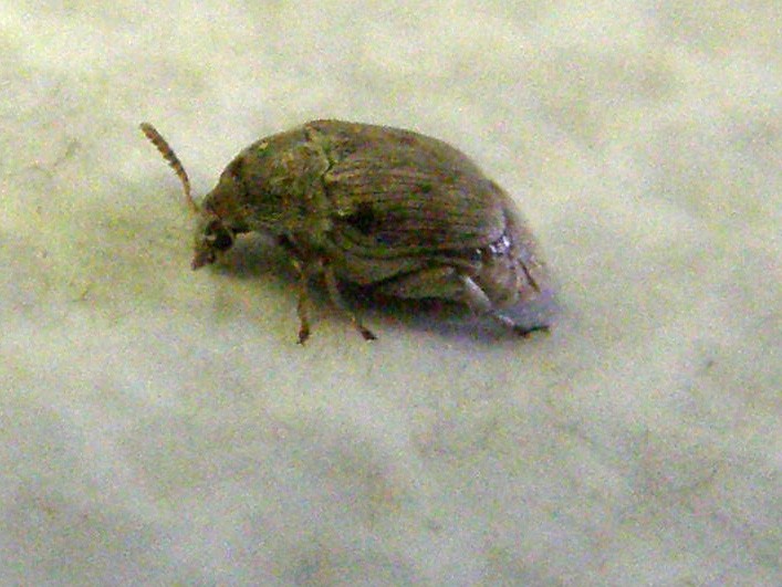 Chrysomelidae Bruchinae:  Bruchidius sp.
