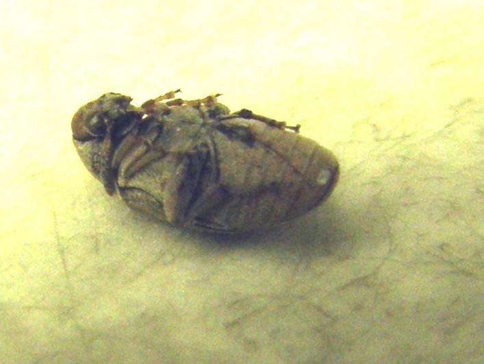 Chrysomelidae Bruchinae:  Bruchidius sp.