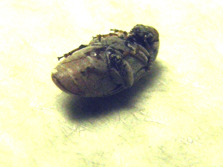 Chrysomelidae Bruchinae:  Bruchidius sp.