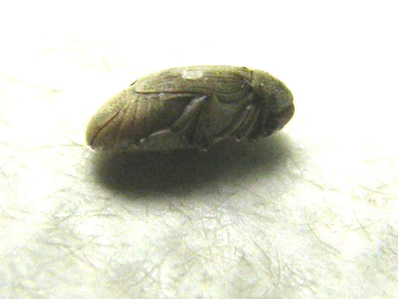 Chrysomelidae Bruchinae:  Bruchidius sp.
