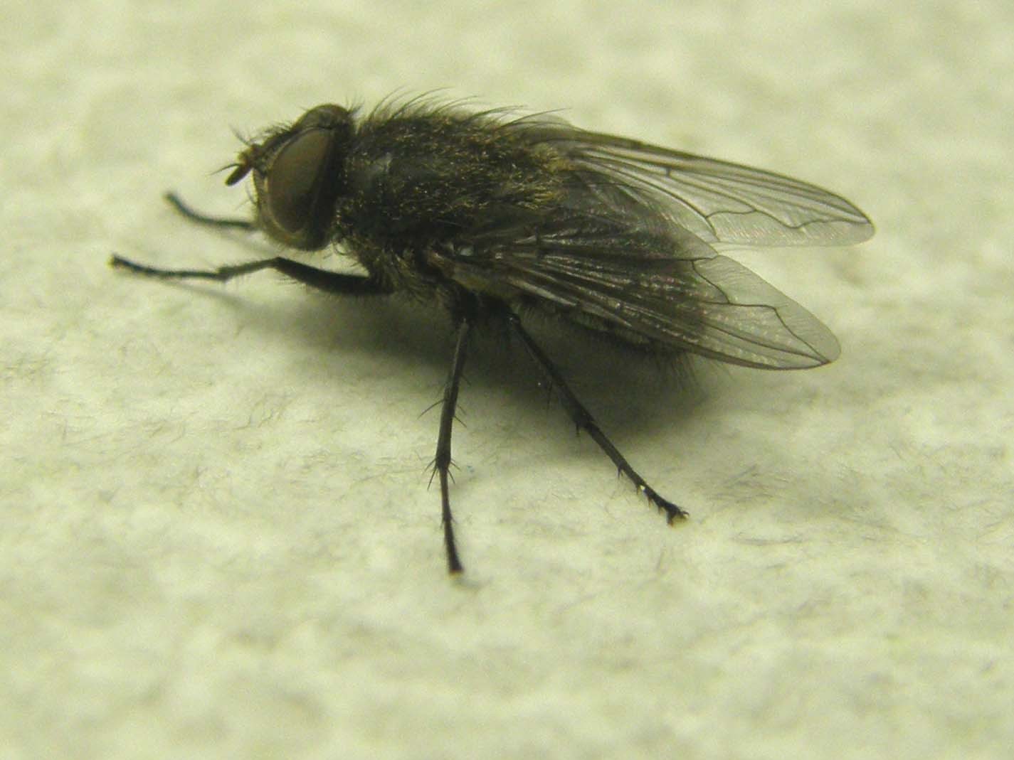 Pollenia rudis (Calliphoridae).