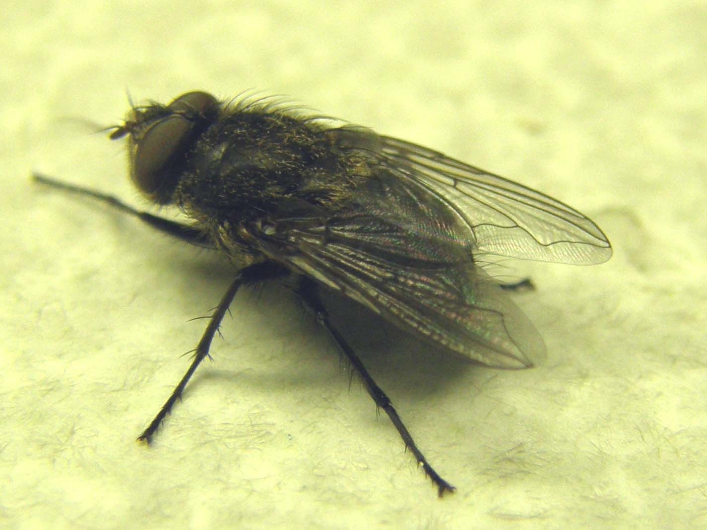 Pollenia rudis (Calliphoridae).