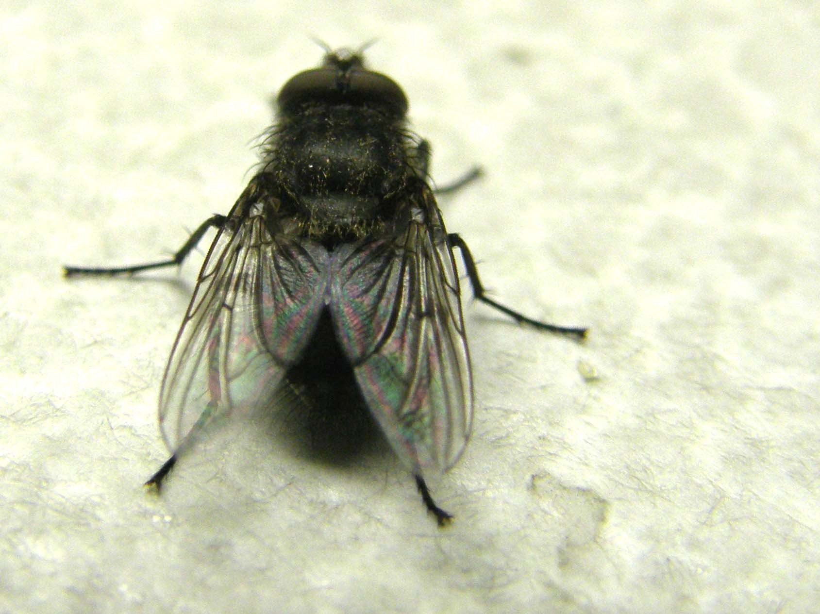 Pollenia rudis (Calliphoridae).
