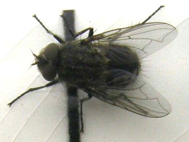 Pollenia rudis (Calliphoridae).