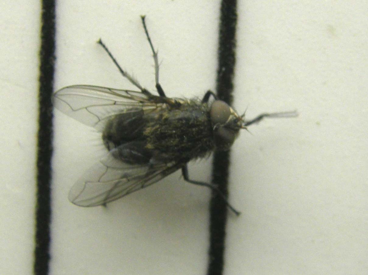Pollenia rudis (Calliphoridae).