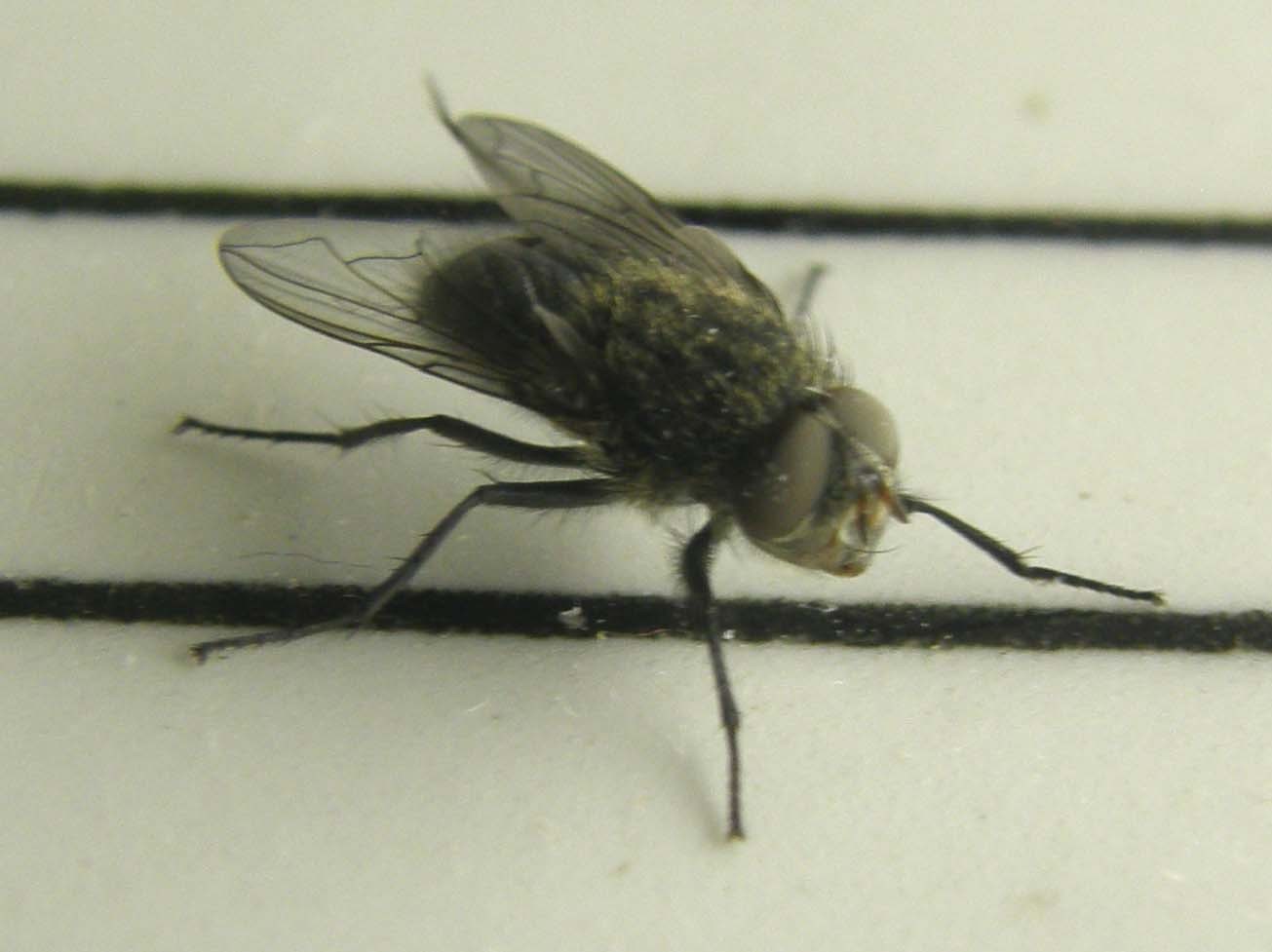 Pollenia rudis (Calliphoridae).
