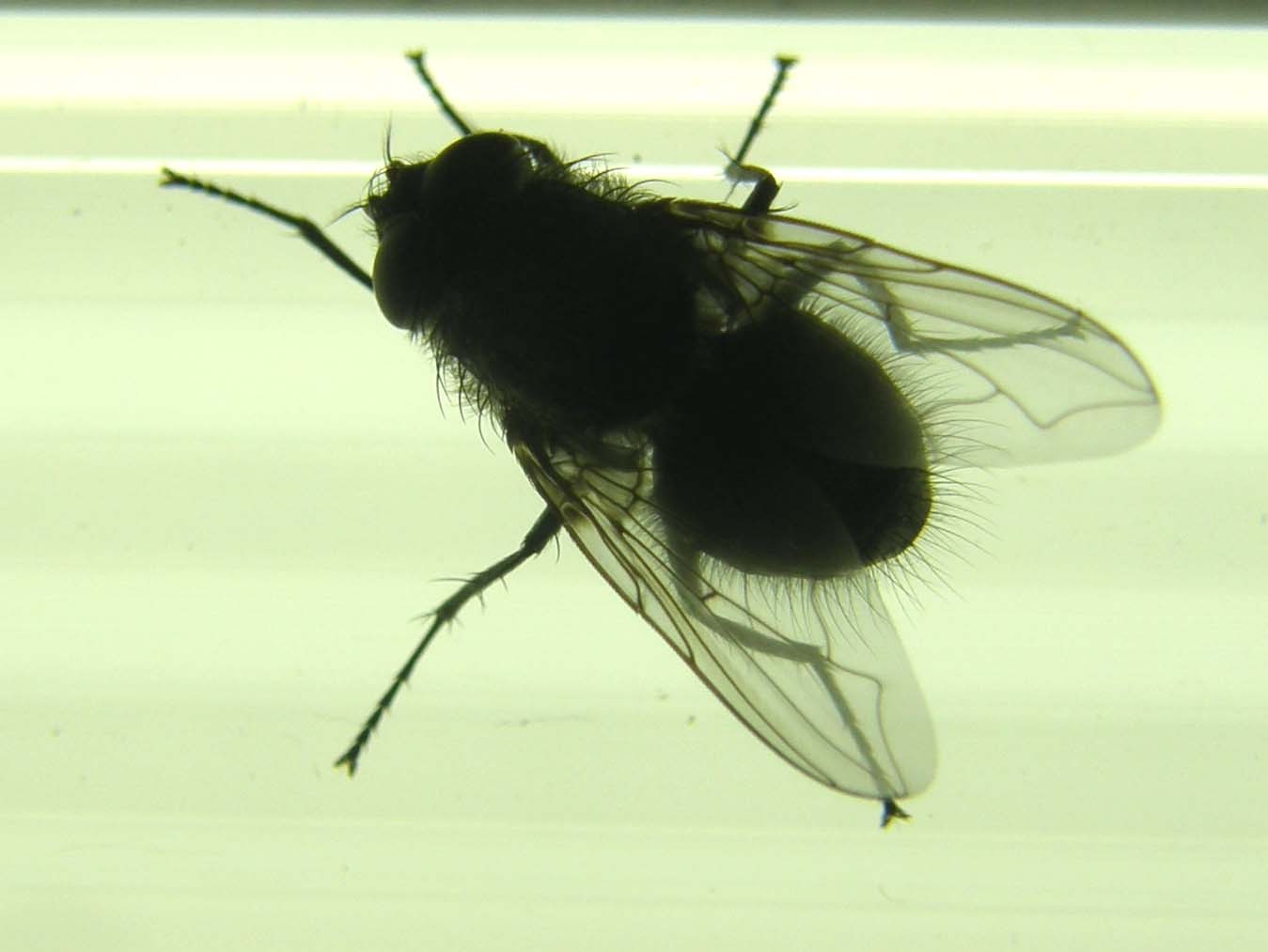 Pollenia rudis (Calliphoridae).