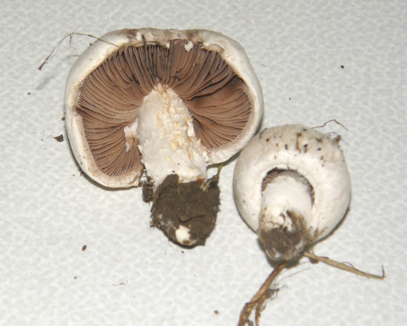 Agaricus campestris  s.l.