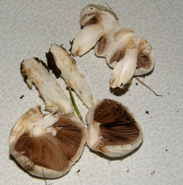 Agaricus campestris  s.l.