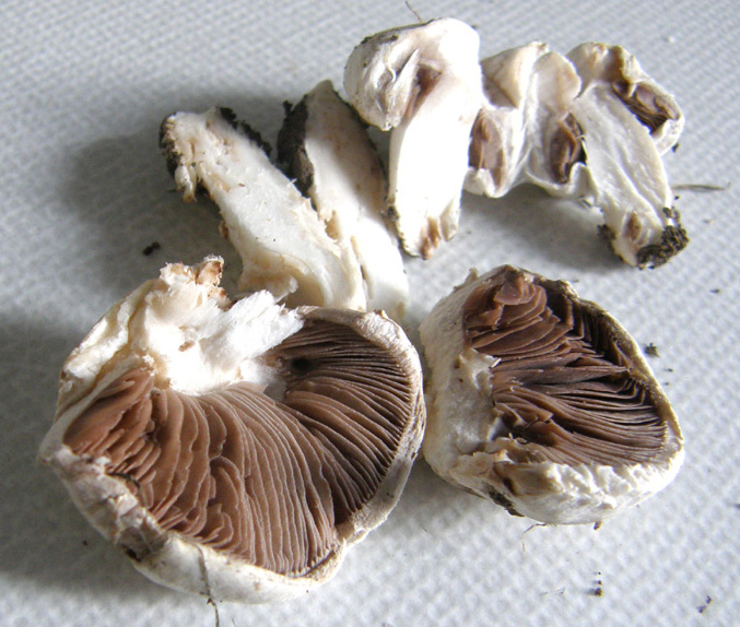 Agaricus campestris  s.l.