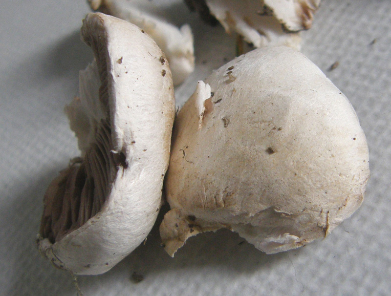 Agaricus campestris  s.l.