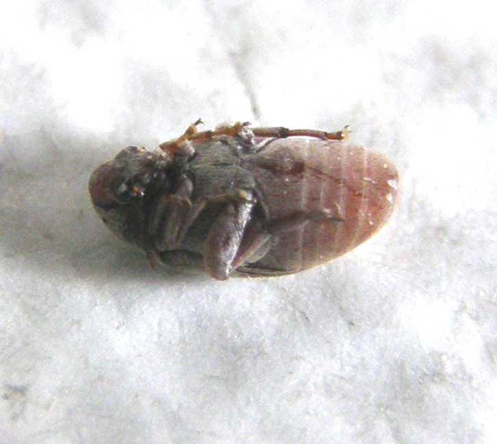 Chrysomelidae Bruchinae:  Bruchidius sp.