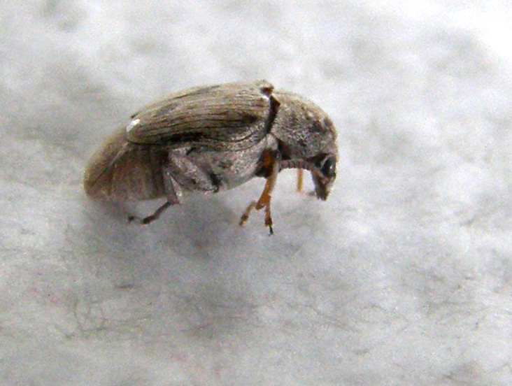 Chrysomelidae Bruchinae:  Bruchidius sp.