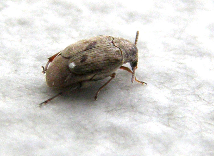 Chrysomelidae Bruchinae:  Bruchidius sp.