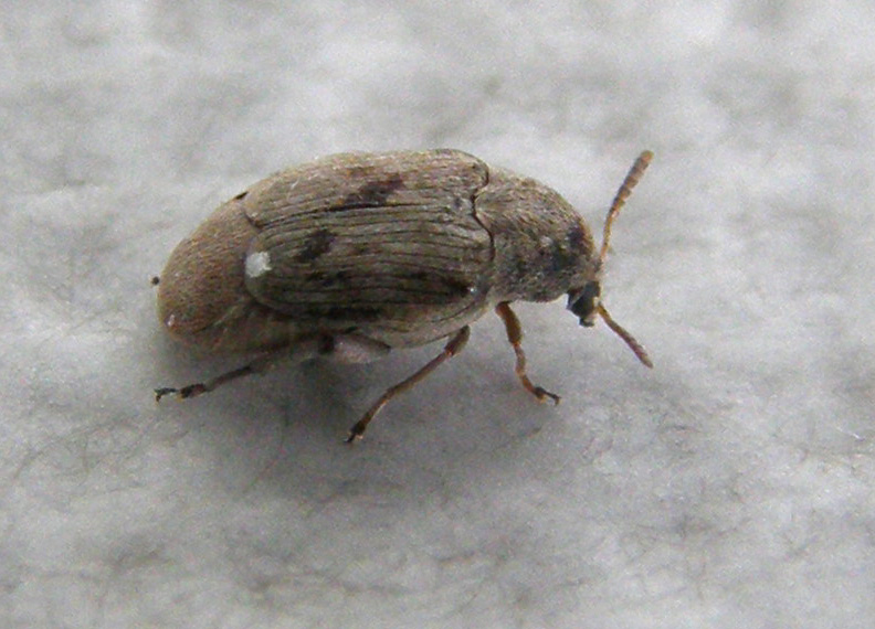 Chrysomelidae Bruchinae:  Bruchidius sp.