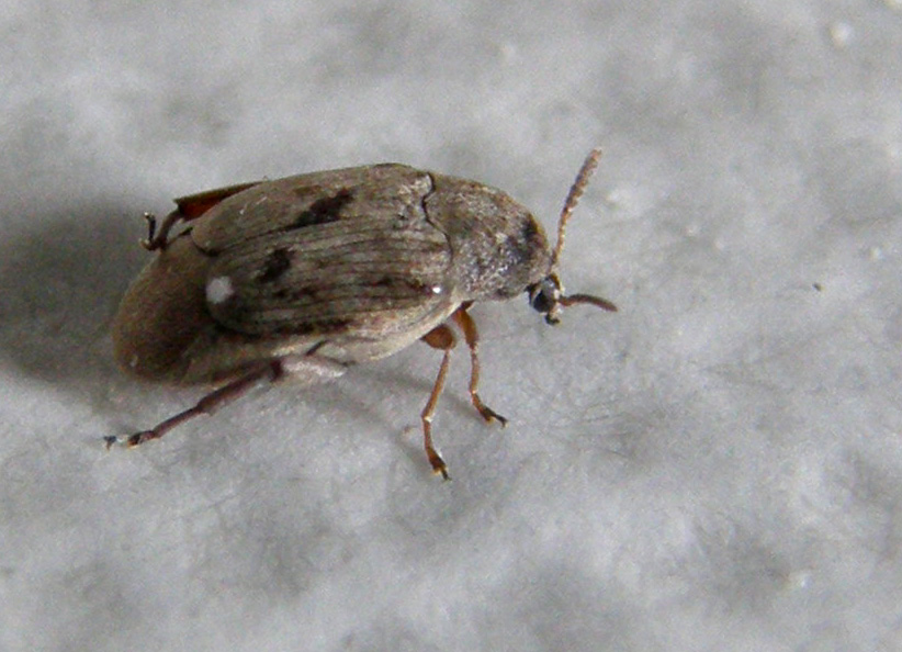 Chrysomelidae Bruchinae:  Bruchidius sp.
