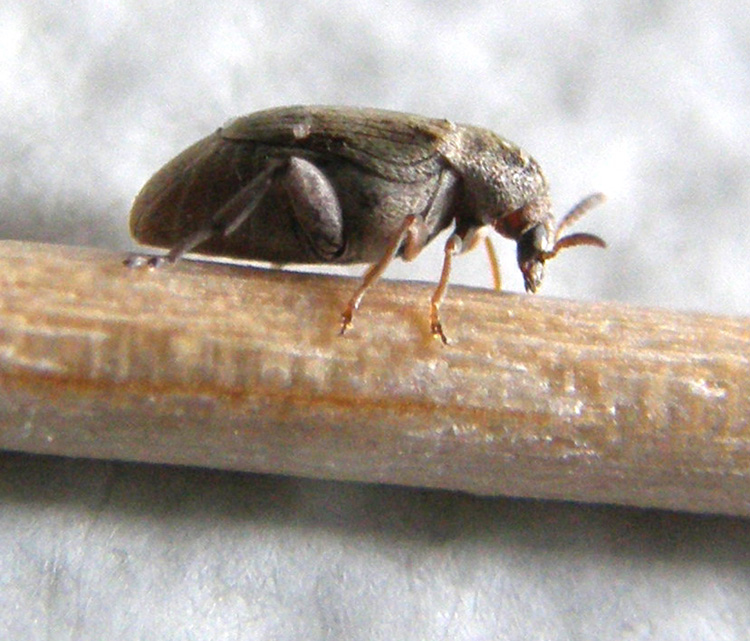 Chrysomelidae Bruchinae:  Bruchidius sp.