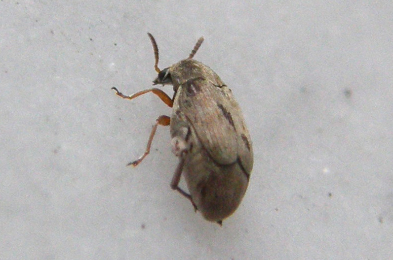 Chrysomelidae Bruchinae:  Bruchidius sp.