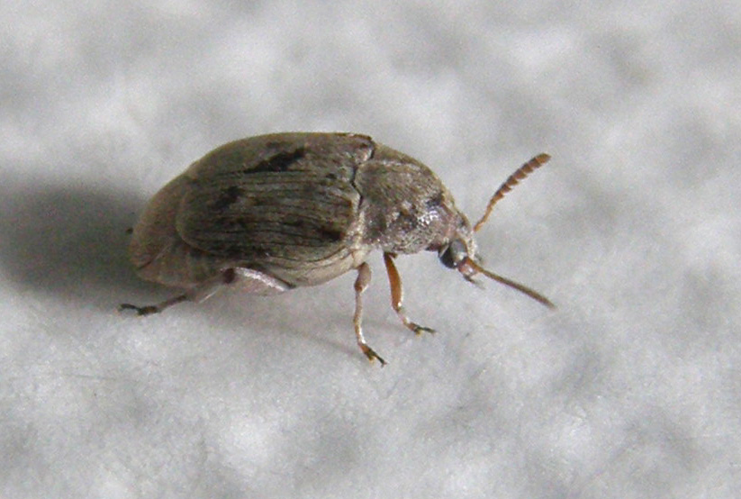 Chrysomelidae Bruchinae:  Bruchidius sp.