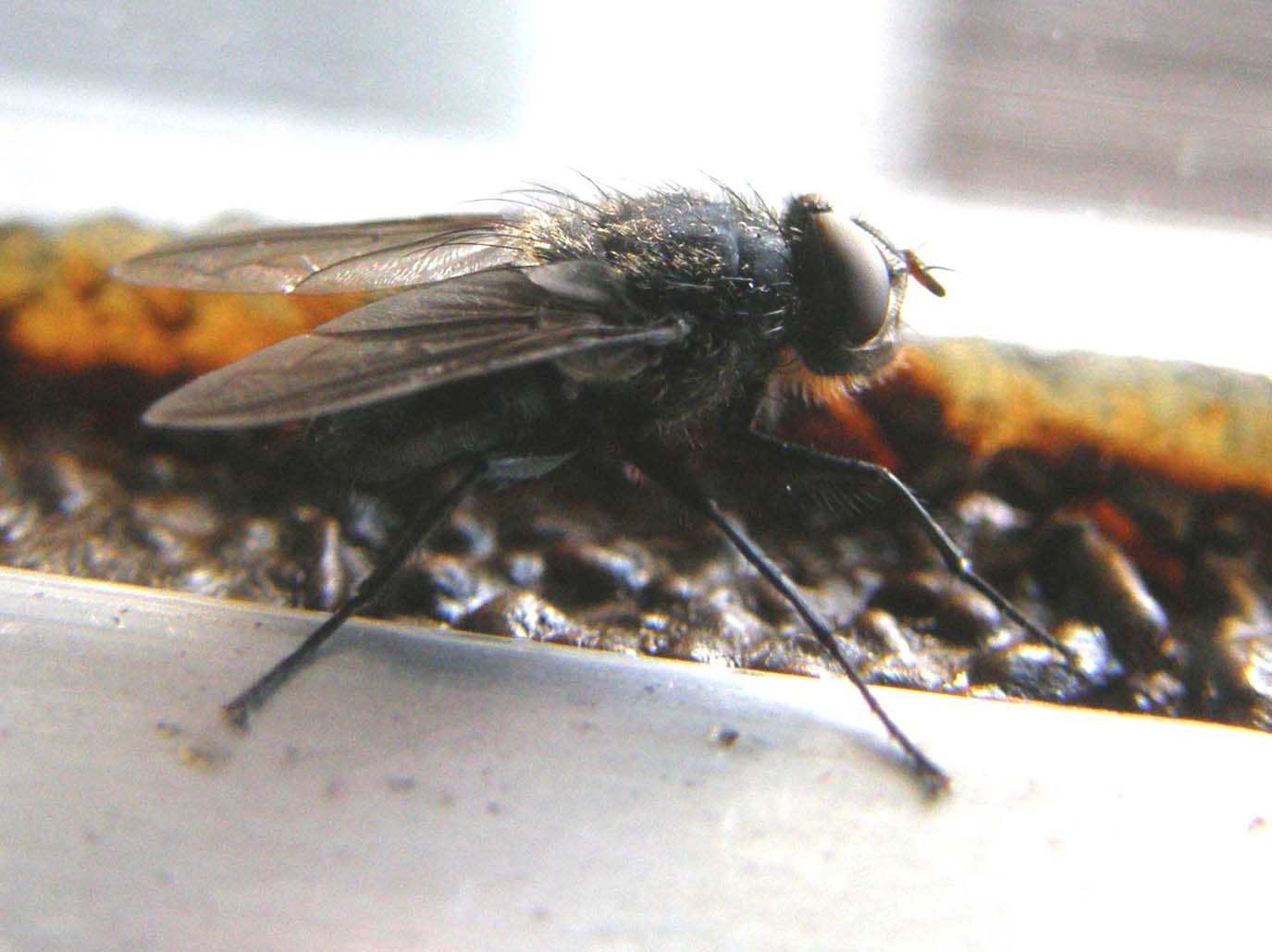 Pollenia rudis (Calliphoridae).