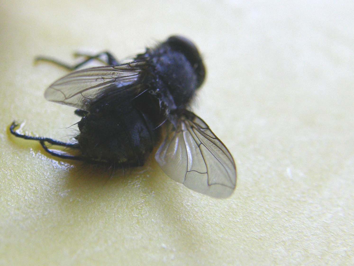 Pollenia rudis (Calliphoridae).