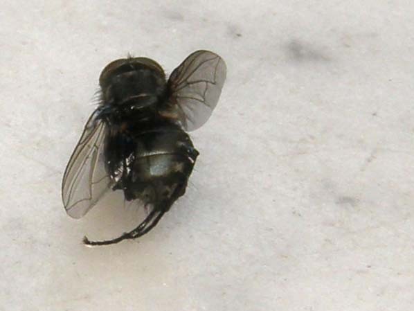 Pollenia rudis (Calliphoridae).
