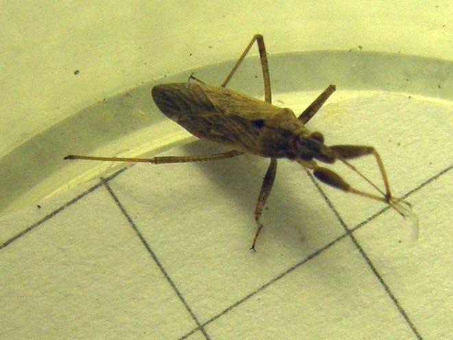 Nabidae: Nabis pseudoferus/punctatus  dei dintorni di Milano