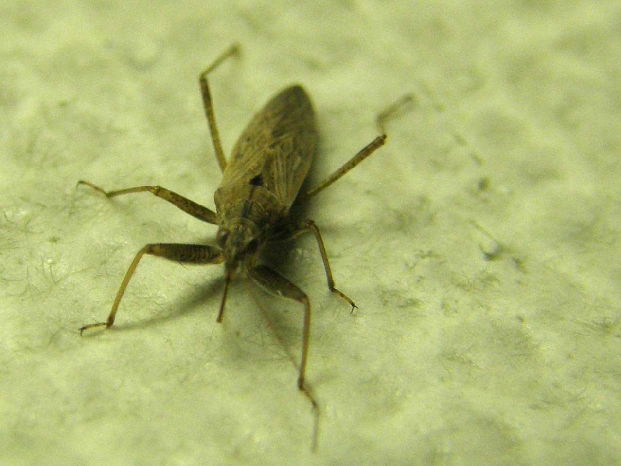 Nabidae: Nabis pseudoferus/punctatus  dei dintorni di Milano