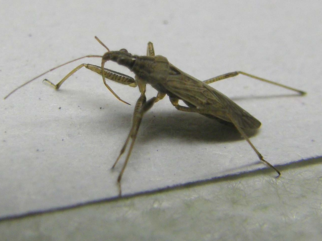 Nabidae: Nabis pseudoferus/punctatus  dei dintorni di Milano