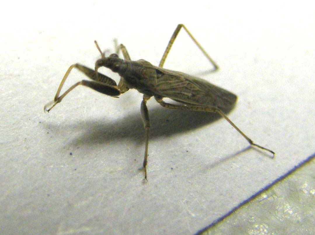 Nabidae: Nabis pseudoferus/punctatus  dei dintorni di Milano