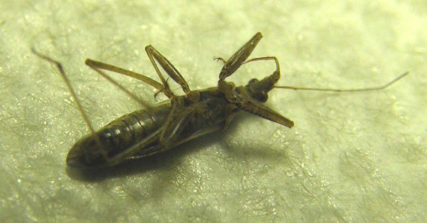 Nabidae: Nabis pseudoferus/punctatus  dei dintorni di Milano